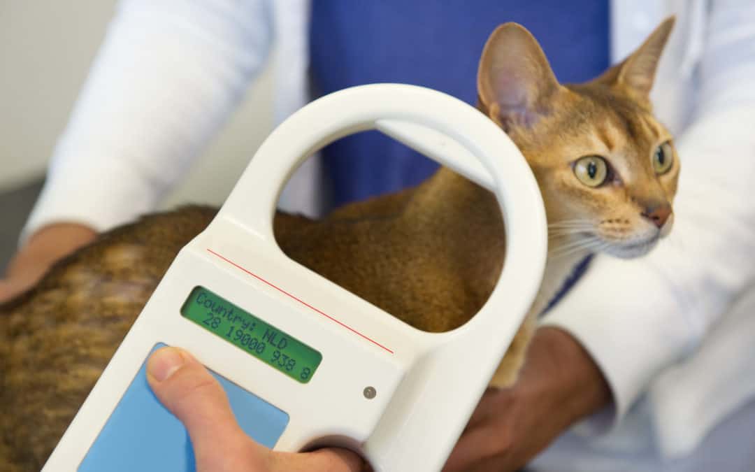 It’s So Important That Your Microchip Your Pet