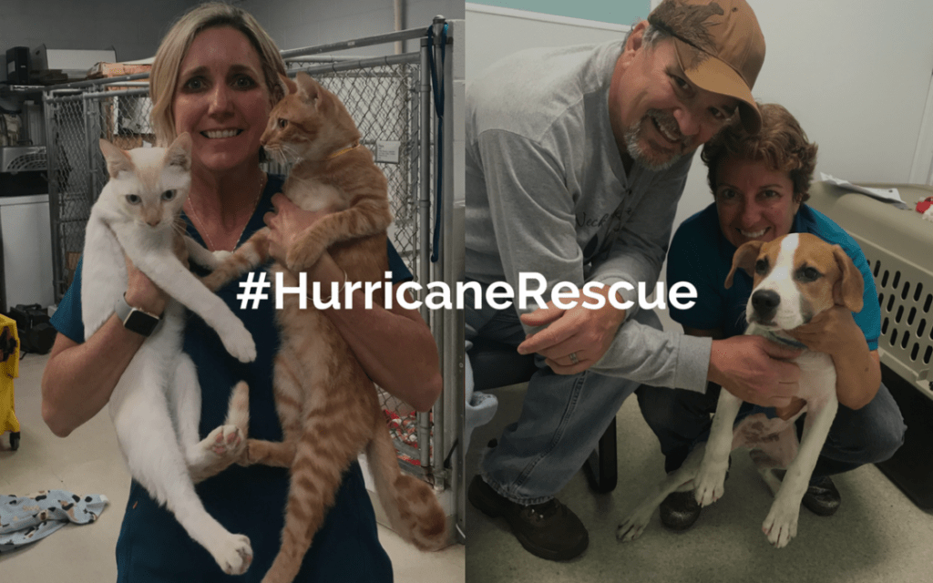 Hurricane Relief Rescue For 268 Dogs and Cats