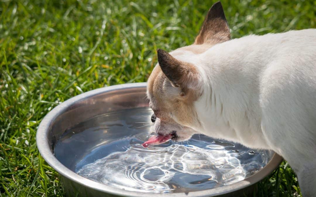 How Often Do You Wash Your Pet’s Bowl?