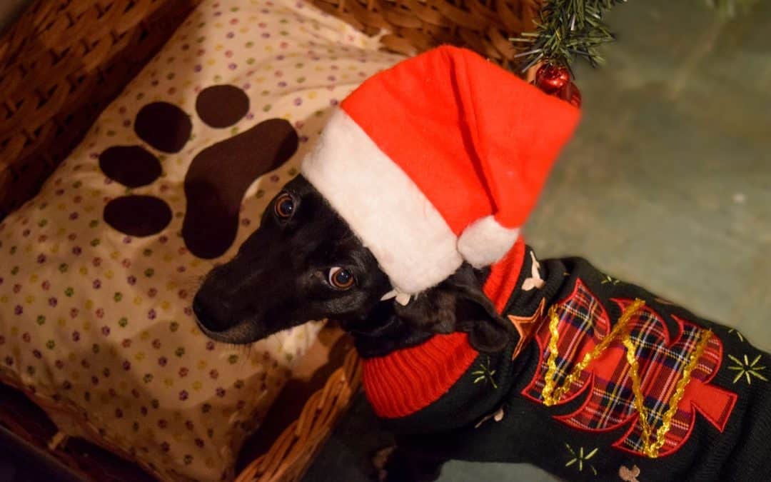 Be Mindful Of These Holiday Hazards Around Your Pet