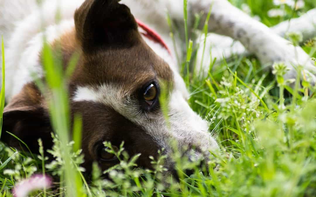 Does Your Pet Have Allergies? Look For These Symptoms