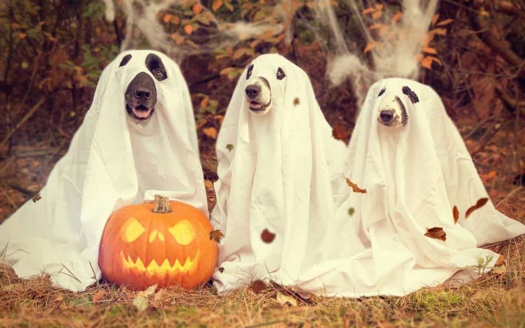 How To Keep Your Pet Safe This Halloween