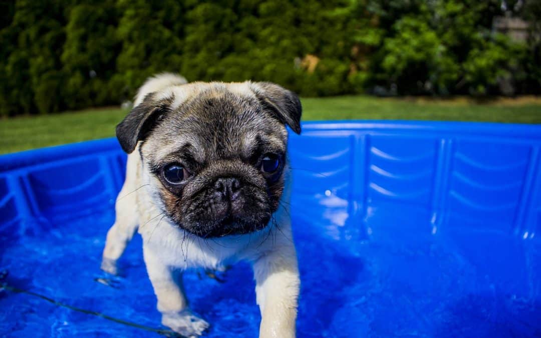 Keeping Your Pet Cool When Temperatures Rise