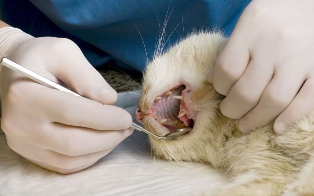 Pet Dentistry