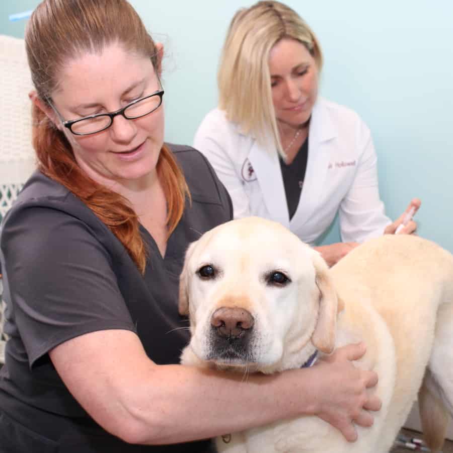 About Great Neck Veterinary Clinic - Virginia Beach